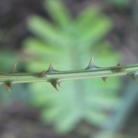 Senegalia caesia (L.) Maslin, Seigler & Ebinger